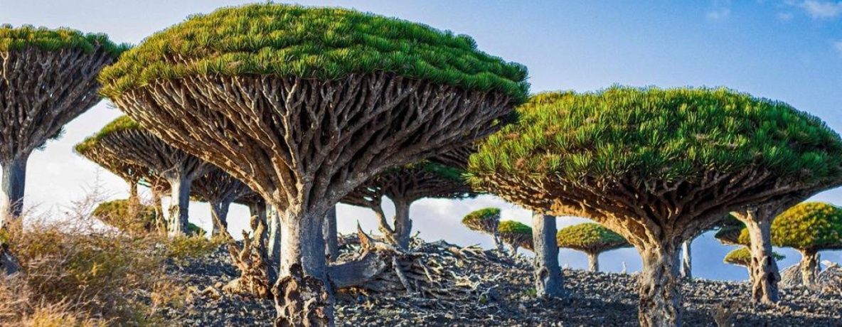 Socotra – Ilhas do Iêmen - Imagem 1